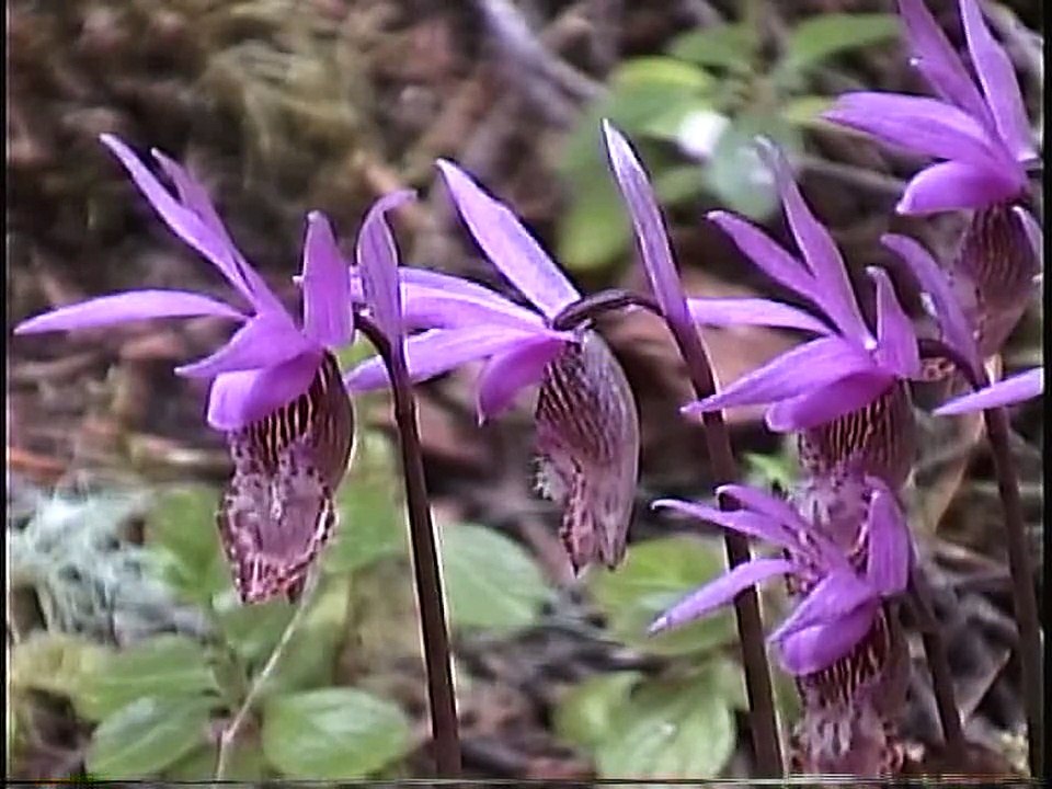 Bella Coola Natural History: Angelwing Butterfly, Rufous Hummingbird, Bald Eagle