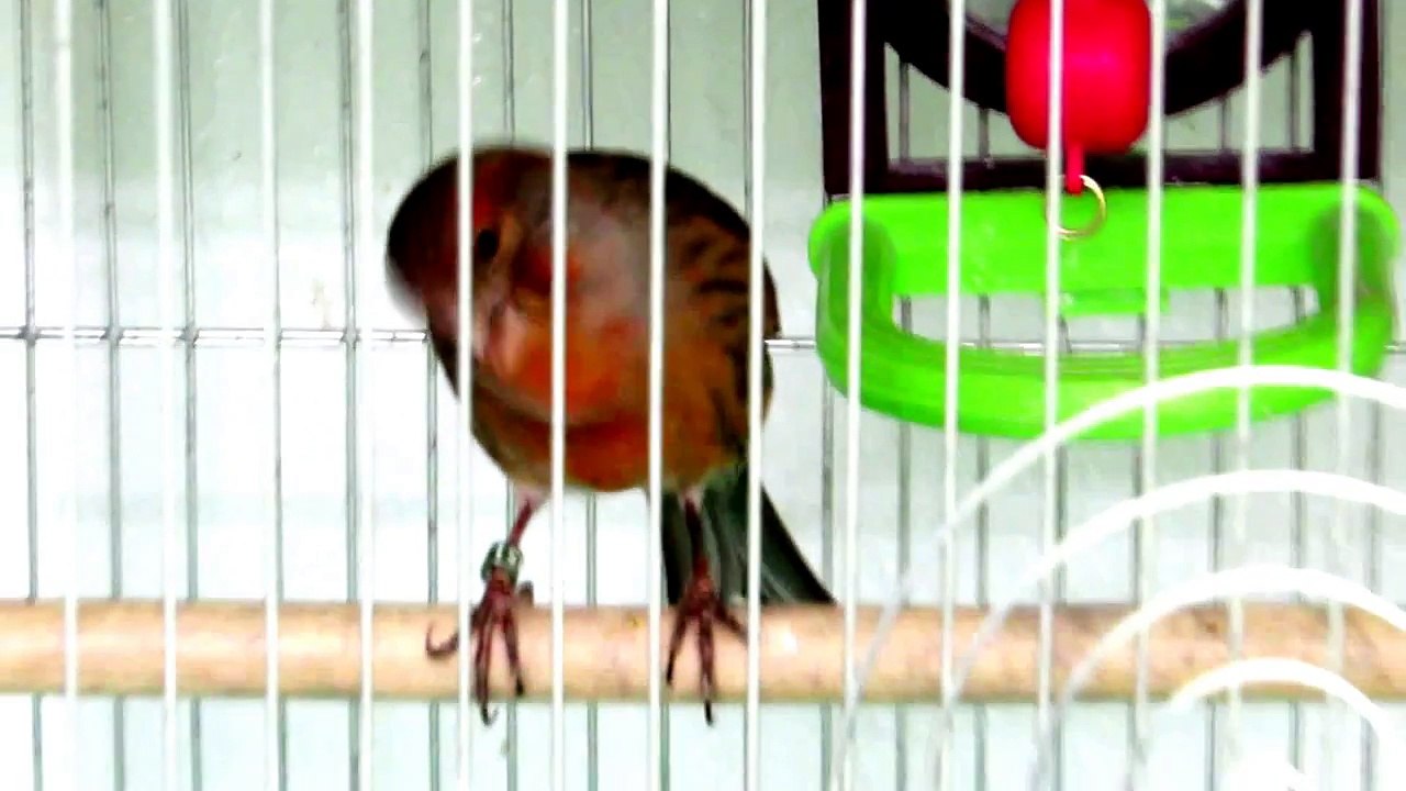 Red Necked Bird audio calls