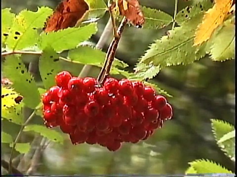Bella Coola Natural History: Grizzly Bear, Seal, Salmon