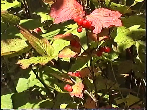 Bella Coola Natural History: Spawning Salmon, Grizzly Bear