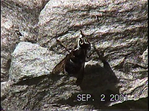 Bella Coola Natural History: Bald-faced Wasp, Grizzly Bear, Common Merganser