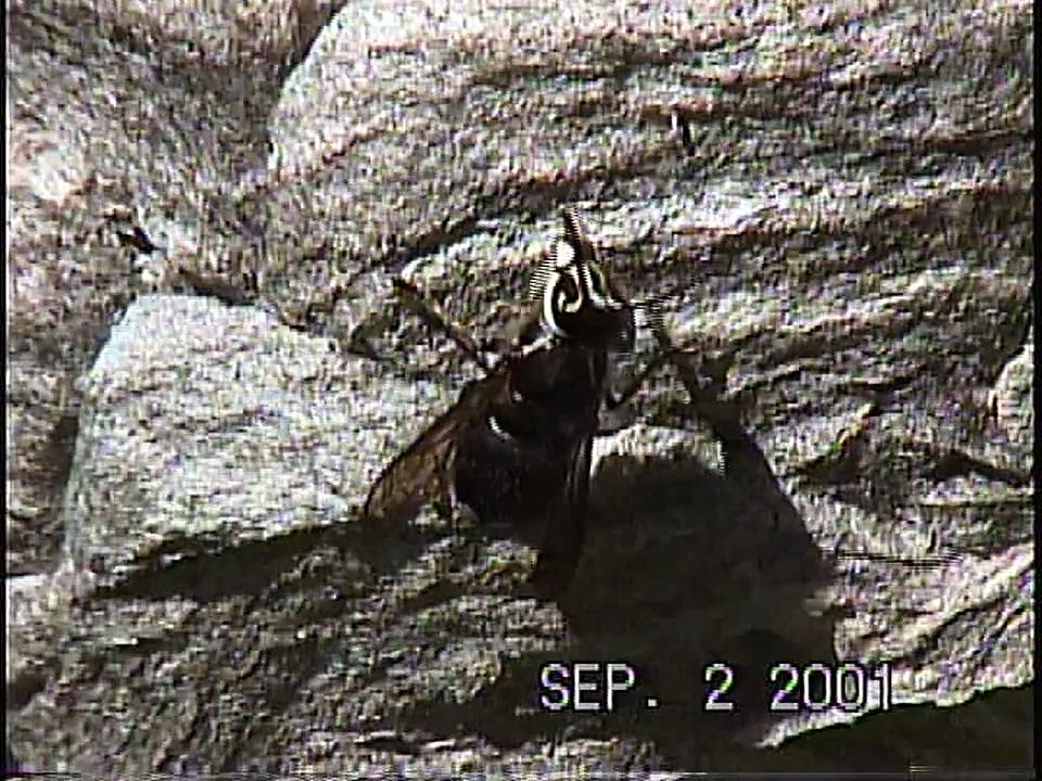 Bella Coola Natural History: Bald-faced Wasp, Grizzly Bear, Common Merganser