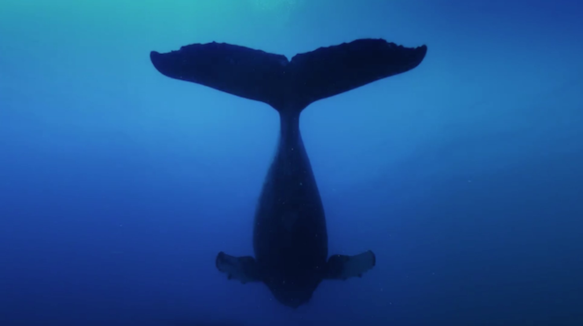 Ewan Mcgregor Narrates Humpback Whales Trailer - 