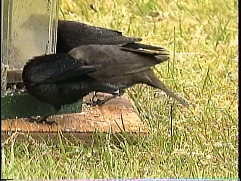 Bella Coola Natural History: Calliope Hummingbird, Rufous Hummingbird, Savannah Sparrow, Black-headed Grosbeak