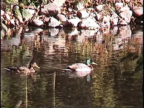 Bella Coola Natural History: Grizzly Bear, Green-winged Teal, Ruffed Grouse, Bald Eagle