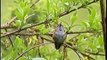 Bella Coola Natural History: Red-winged Blackbird, House Finch, Evening Grosbeak, Tent Caterpillars
