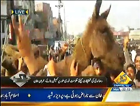 Bay Laag ~ 15th December 2014 - Live Pak News - Pakistani Talk Show