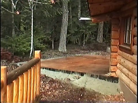 Bella Coola Natural History: Trumpeter Swan, American Dipper