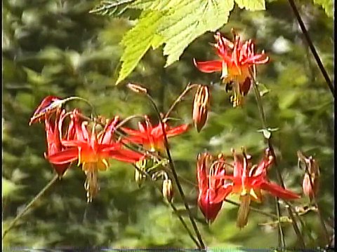 Bella Coola Natural History: Silk Moth, Tortoiselle Butterfly, Wood Duck, Tiger Swallowtail