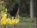 Bella Coola Natural History: Northern Pygmy-Owl, Yellow-headed Blackbird, White-throated Sparrow, Black-headed Grosbeak, Brewer's Blackbird