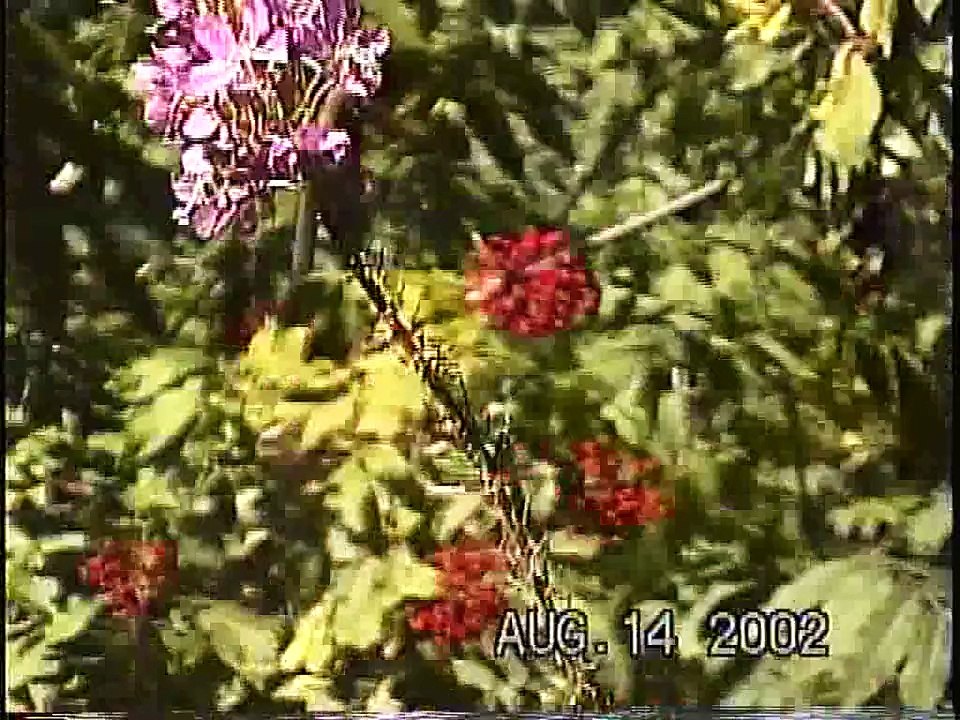 Bella Coola Natural History: Horned Beetle, Bonaparte's Gull, Blue-winged Teal, Grizzly Bear, Trumpeter Swan