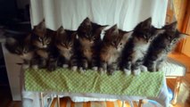 Cute and Funny Maine Coon Kittens video compilation NEW [HD]