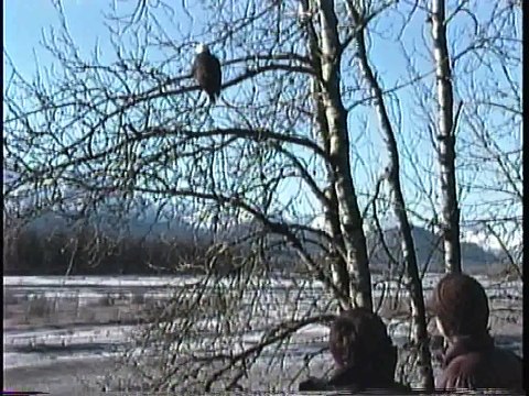 Bella Coola Natural History: Bald Eagle, Black-billed Magpie, Hoary Redpolls, Black-capped Chickadee
