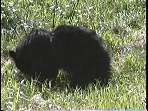 Bella Coola Natural History: Black Bear, Rufous Hummingbird