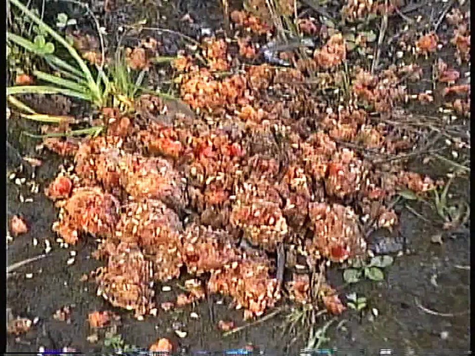 Bella Coola Natural History: Grizzly Bear, Ruffed Grouse