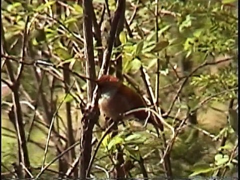 Bella Coola Natural History: Rufous Hummingbird, Steller's Jay, Oregon Junco