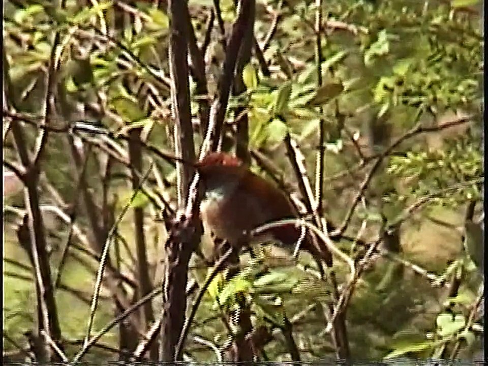 Bella Coola Natural History: Rufous Hummingbird, Steller's Jay, Oregon Junco