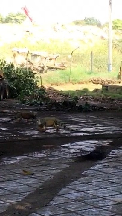 increible pela entre dos iguanas