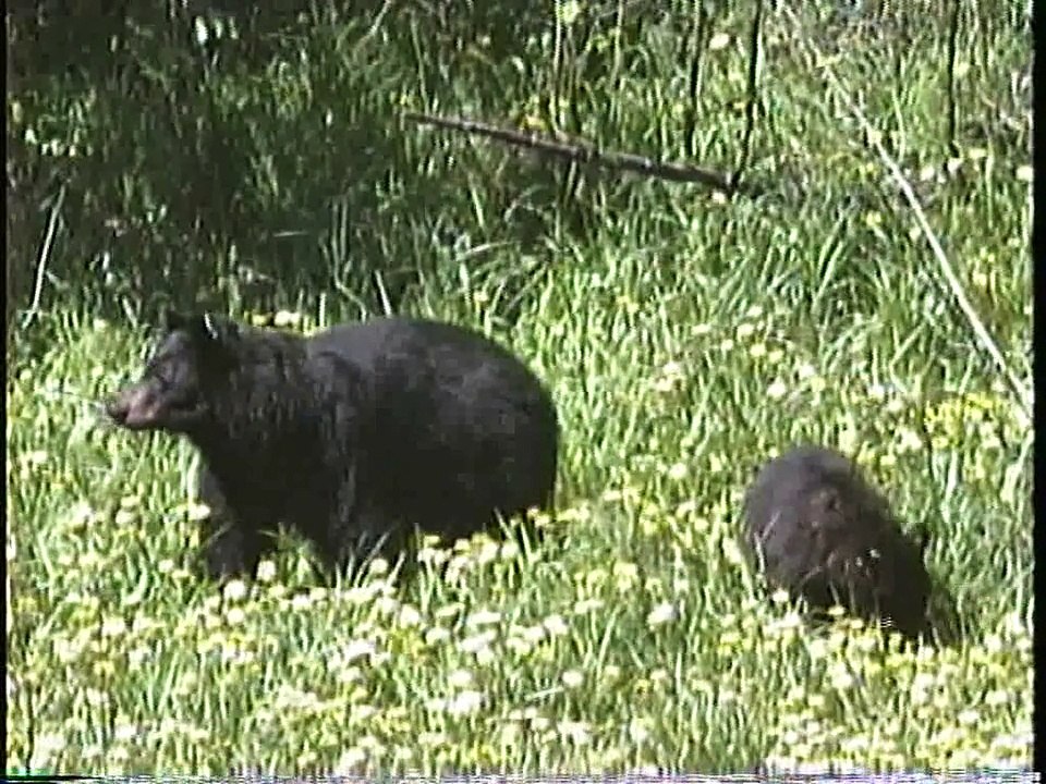 Bella Coola Natural History: Bald Eagle, Pine Martin, Black Bear
