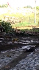 impresionante pelea entre dos iguanas