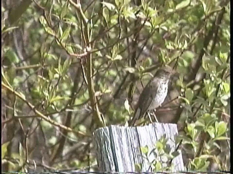 Bella Coola Natural History: Purple Finch, Rufous Hummingbird, Great Horned Owl, Hermit Thrush