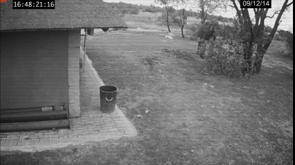 Elephant Caught on CCTV Cleaning Up the Trash