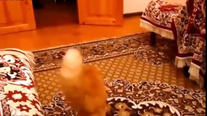 Cat Startled by Mario Bros Jumping Sound