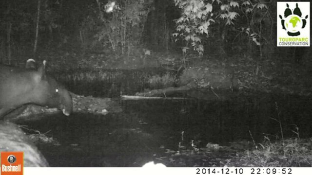 CAMERA-trap December 2014 at Kalaweit Supayang Reserve