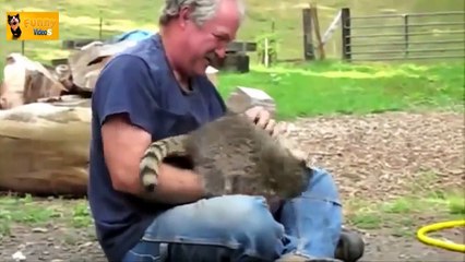 Funny Curious Cats sıncaplar Compilation 2014 - 720p - HD