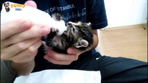 My cat drinking milk with a bottle 2014 - 1080p - HD - sweet CAT 2014