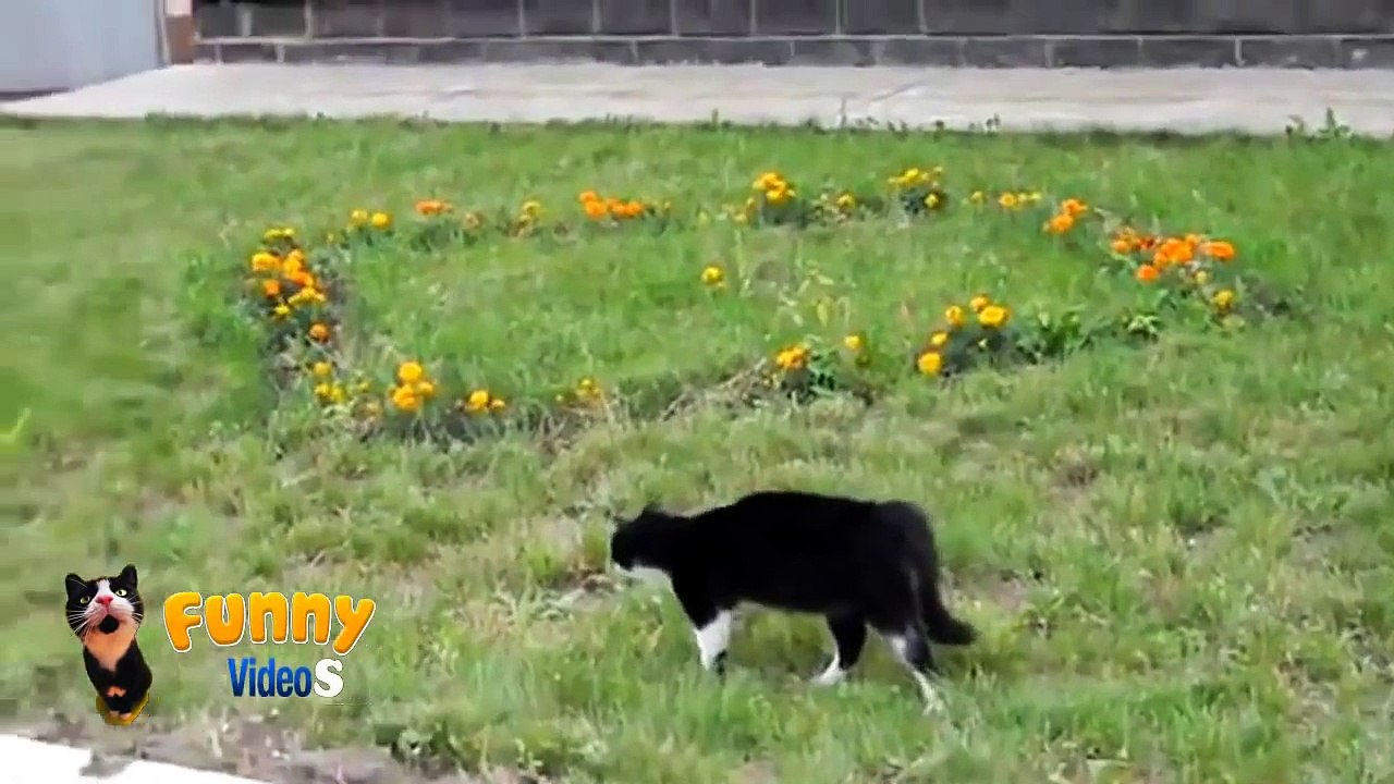 Playing with the dog's Pride - 2014