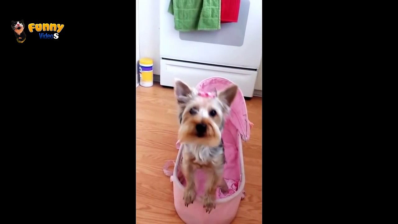 sweet dog - HD - 720P - FUNNY
