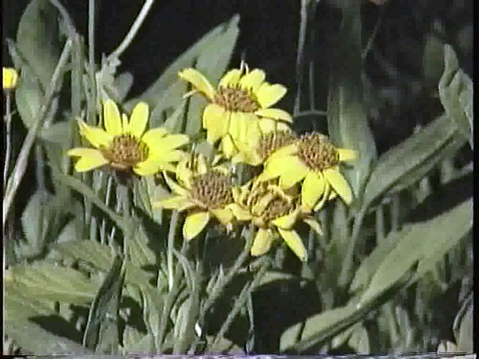 Bella Coola Natural History: Black Bear, Brown Black Bear, Tiger Swallowtails