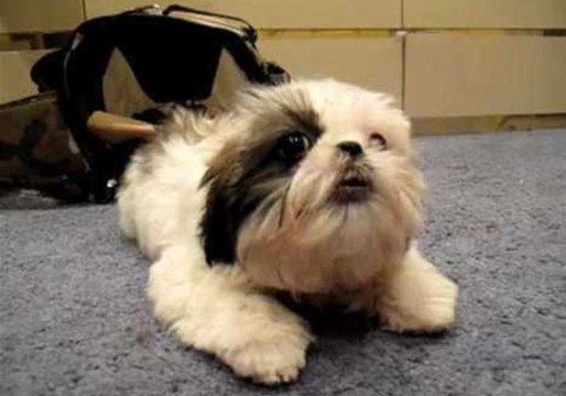 Puppy Fails to Excite Older Dog