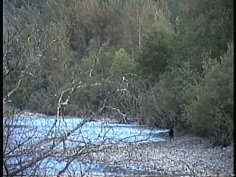 Bella Coola Natural History: Black Bear, Grizzly Bear, Mountain Goats, Sphinx Moth