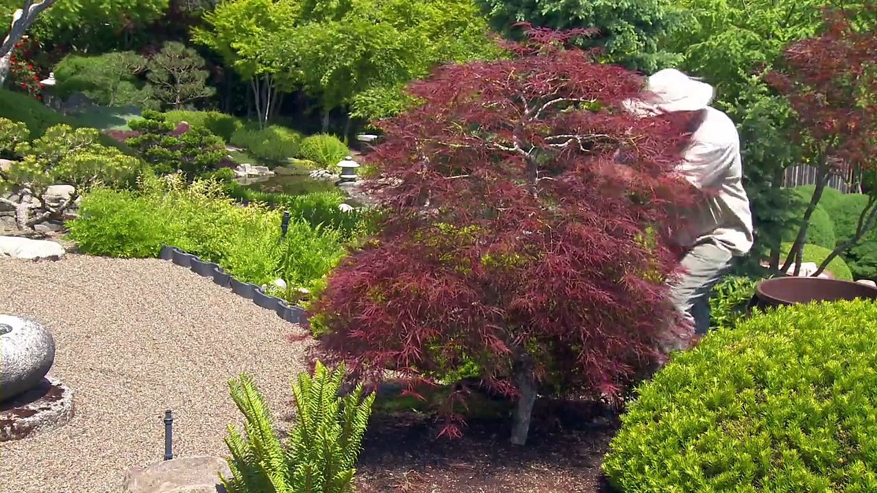 Unveiling the beauty of a Japanese laceleaf maple