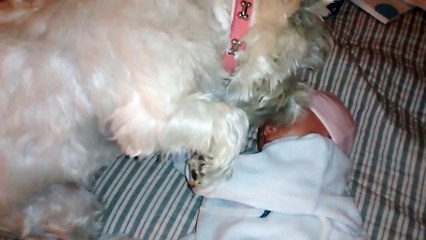 Cautious Dog Meets Baby For The First Time