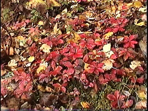 Bella Coola Natural History: Grizzly Bear, Pacific Loon, Spruce Grouse, American Dipper, Northern Goshawk