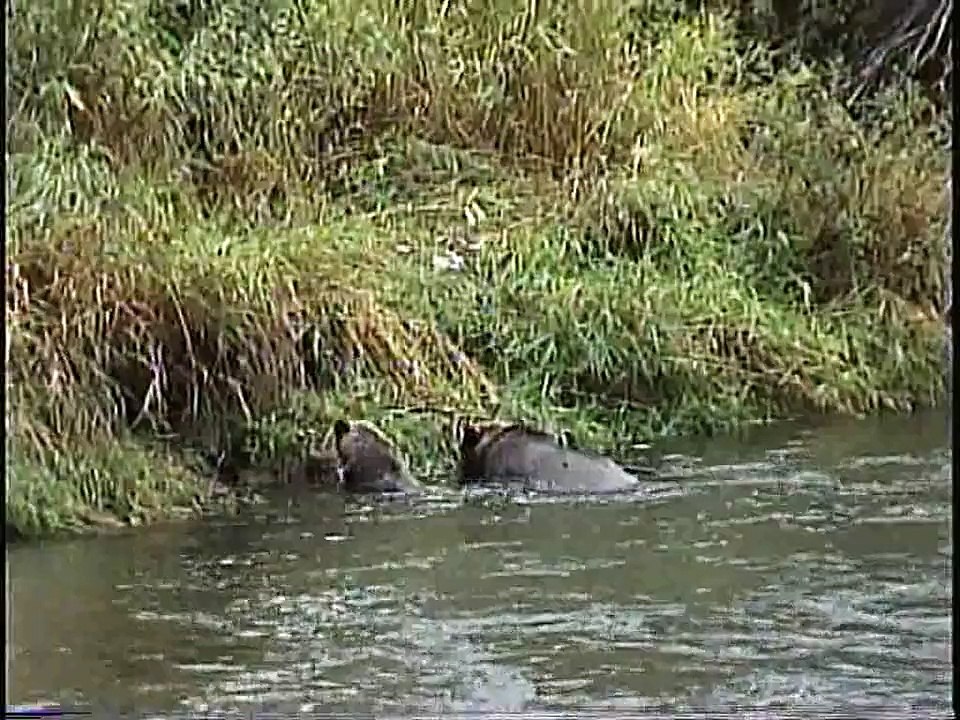 Bella Coola Natural History: Bald Eagle, Grizzly Bear