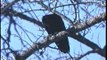 Bella Coola Natural History: Grizzly Bear, Black Bear, White-crowned Sparrow, Lincoln's Sparrow, Brewer's Blackbird