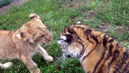 Baby Lion And Tiger Playing    Enjoy A Lot