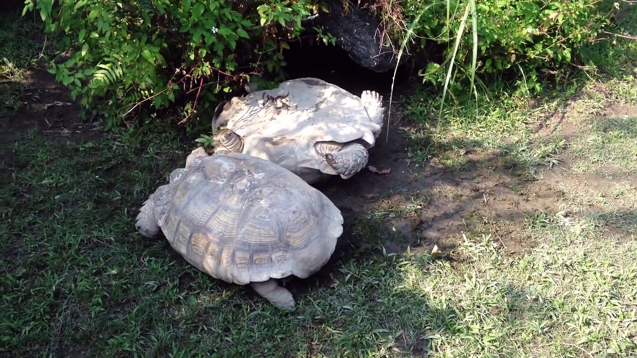 Tortues solidaires : une tortue va aider son congénère coincé sur le dos et lui sauver la vie