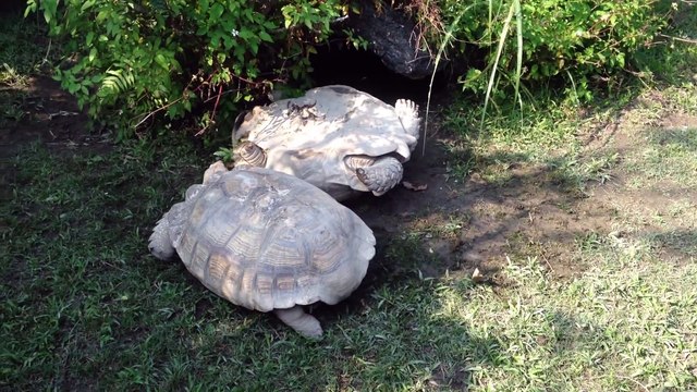 Tortues solidaires : une tortue va aider son congénère coincé sur le dos et lui sauver la vie