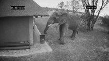 Un éléphant ramasse des détritus et les jette à la poubelle!