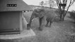 Smart Elephant cleaning up trash : good exemple to follow!