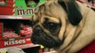 Cute Dog spoofs mariah Carey : Doug the Pug singing All I Want For Christmas Is Food