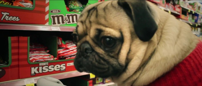 Cute Dog spoofs mariah Carey : Doug the Pug singing All I Want For Christmas Is Food