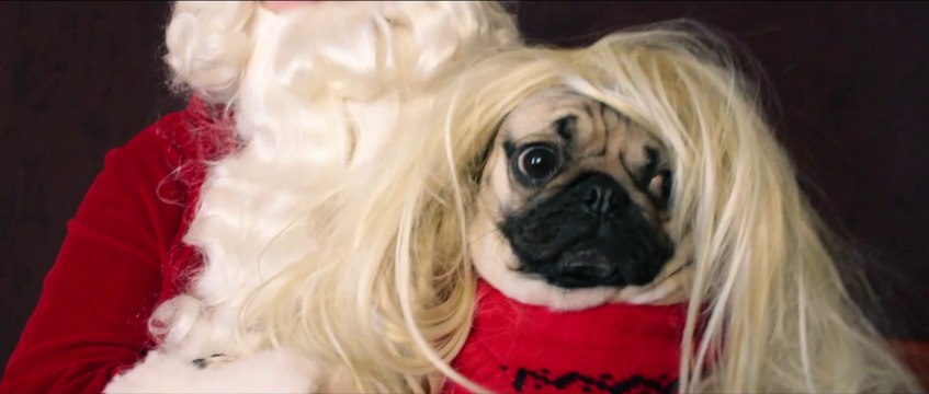 Un chien parodie Mariah Carey - All I Want For Christmas Is Food