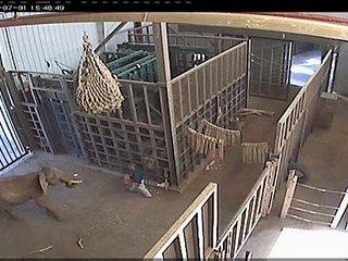 Dunya News-Baby elephant attacks zookeeper