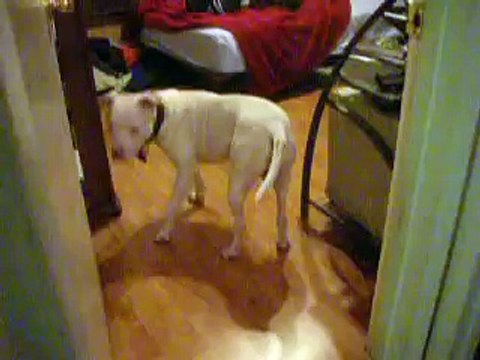 This dog hates farts sound! So don't fart next to the dog!